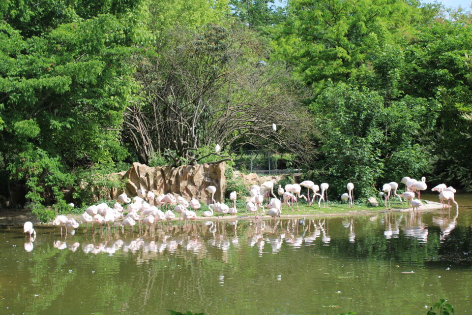 L'association PAZ remet en question la présence des flamants roses, 