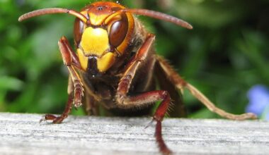 frelon européen