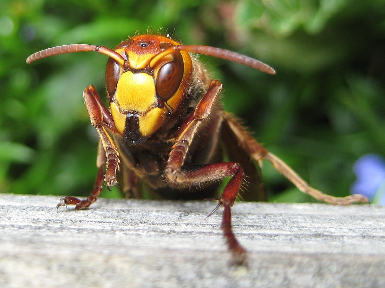 frelon européen