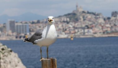 trop de fientes de gabians dans les eaux de baignade marseillaises ?