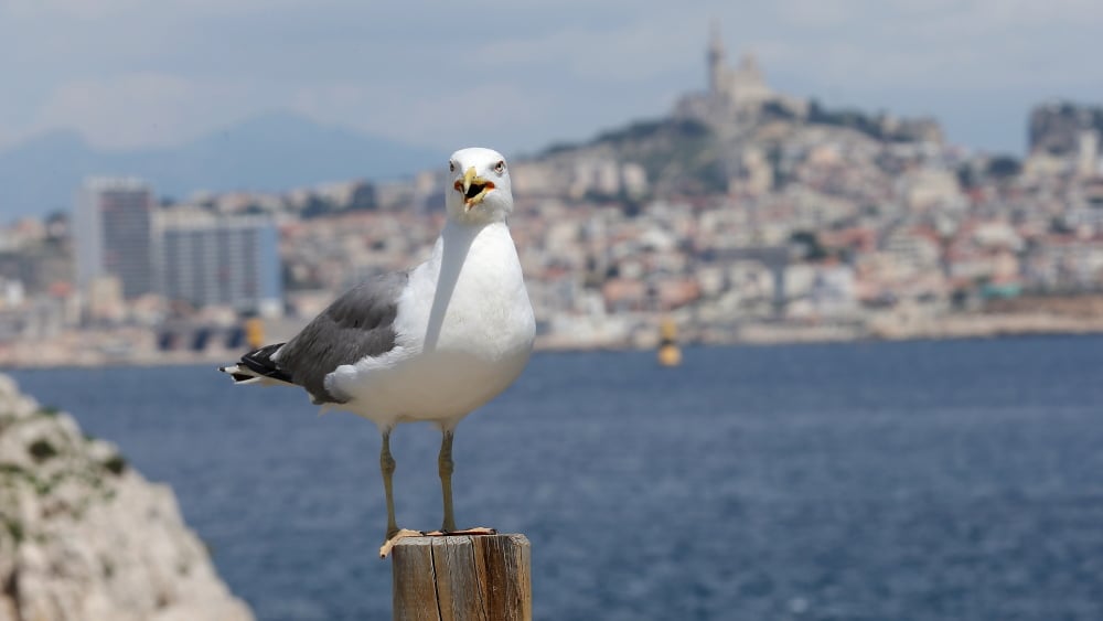 trop de fientes de gabians dans les eaux de baignade marseillaises ?