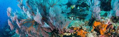 ATLASea, une aventure scientifique d’envergure pour cartographier la vie (…)