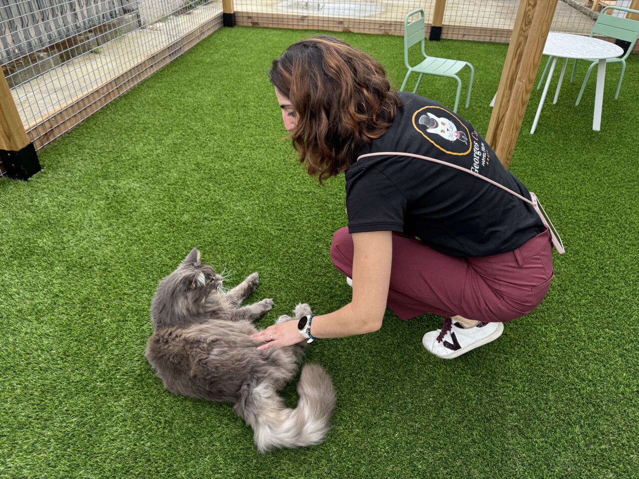 VIDÉO. Découvrez Georges Cat, un hôtel cinq étoiles pour chats qui ouvre près de Toulouse