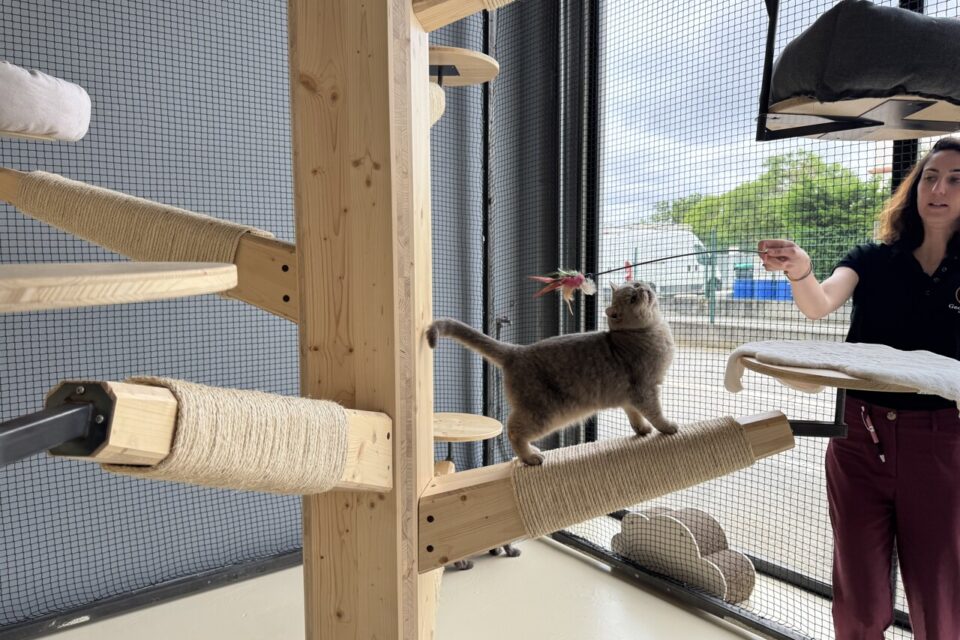 Arbres à chats, jeux et extérieur sont à disposition des animaux, en totale liberté durant la journée 
