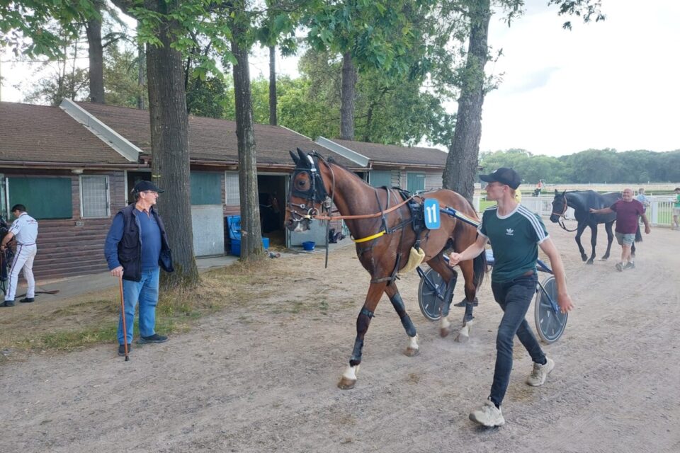 Après les courses, les chevaux retournent dans leur box. 