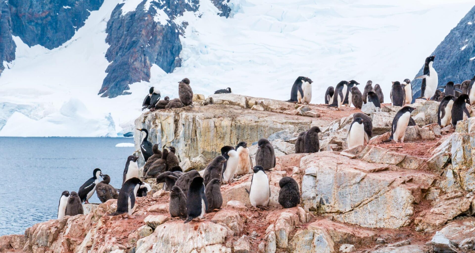 excréments manchots guano banquise Antarctique