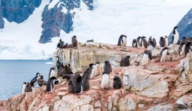 excréments manchots guano banquise Antarctique