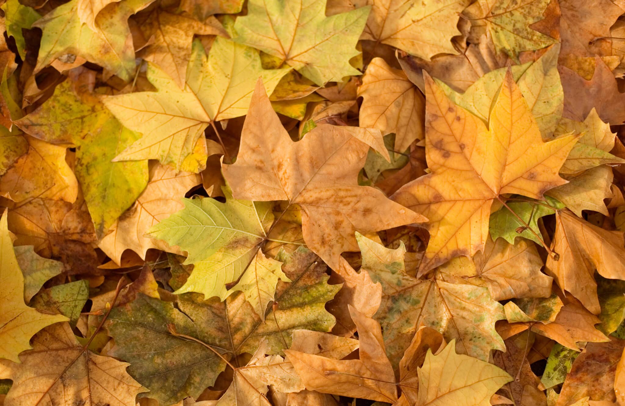 arbres feuilles