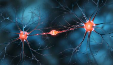 neurones