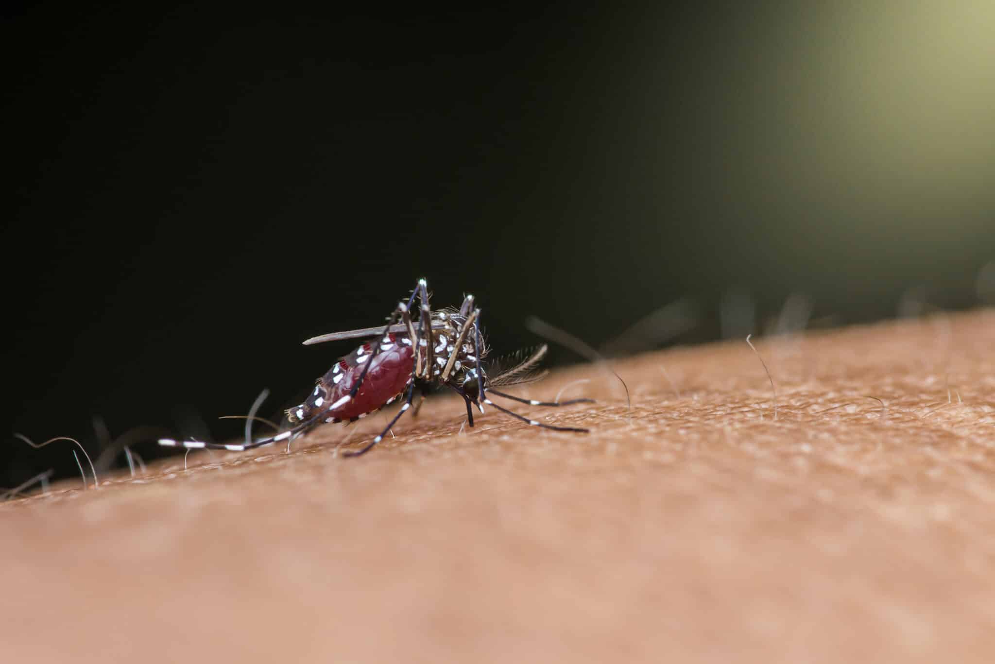 dengue et le chikungunya moustiques