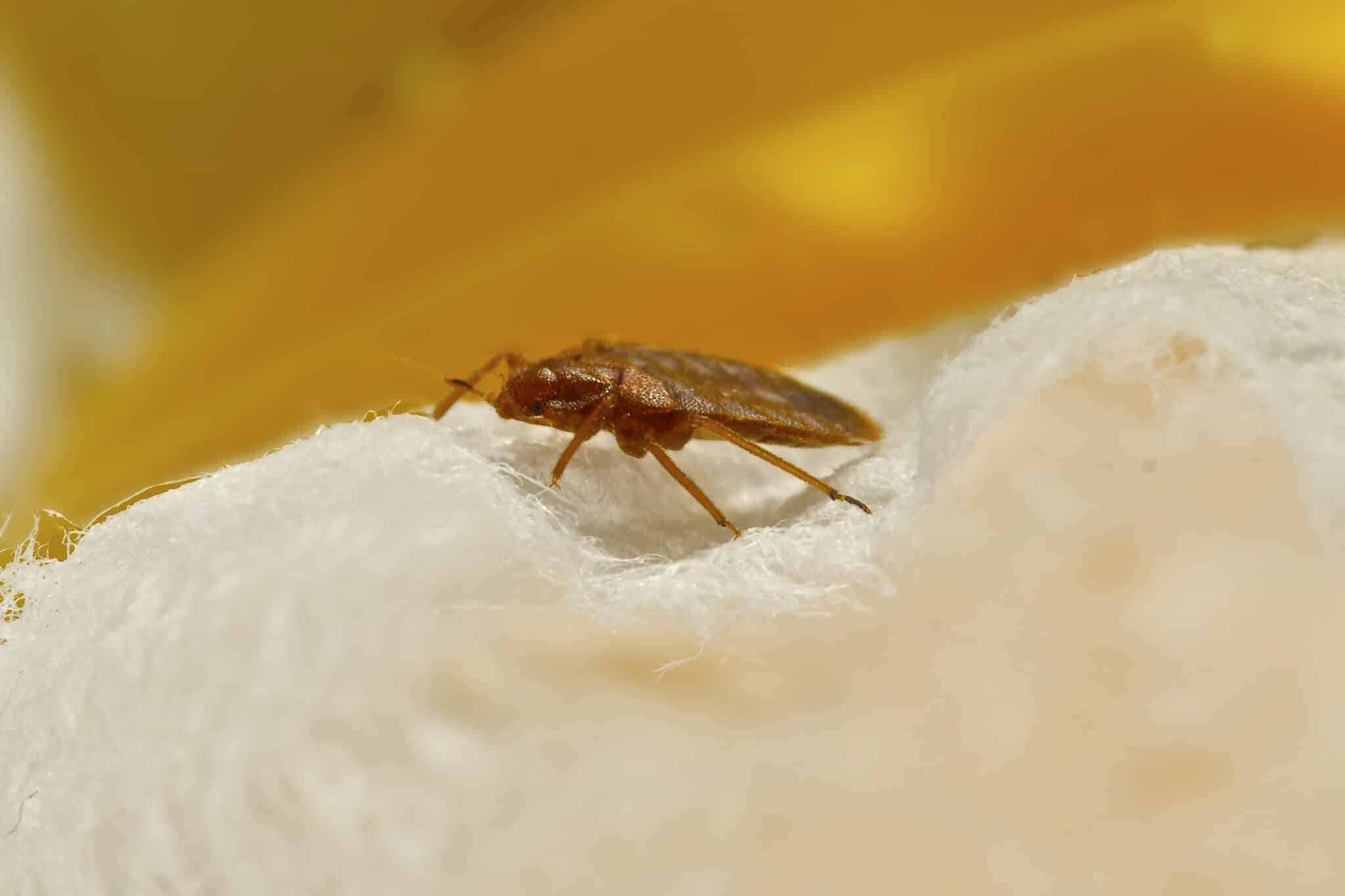 insectes punaise de lit punaises