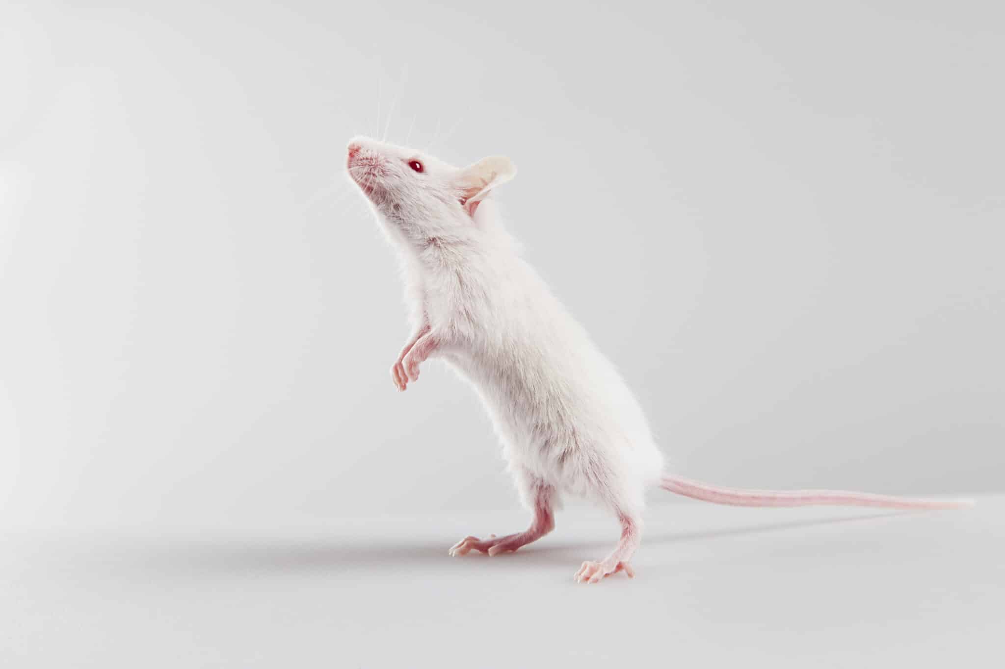souris cerveau vaccin sans aiguille