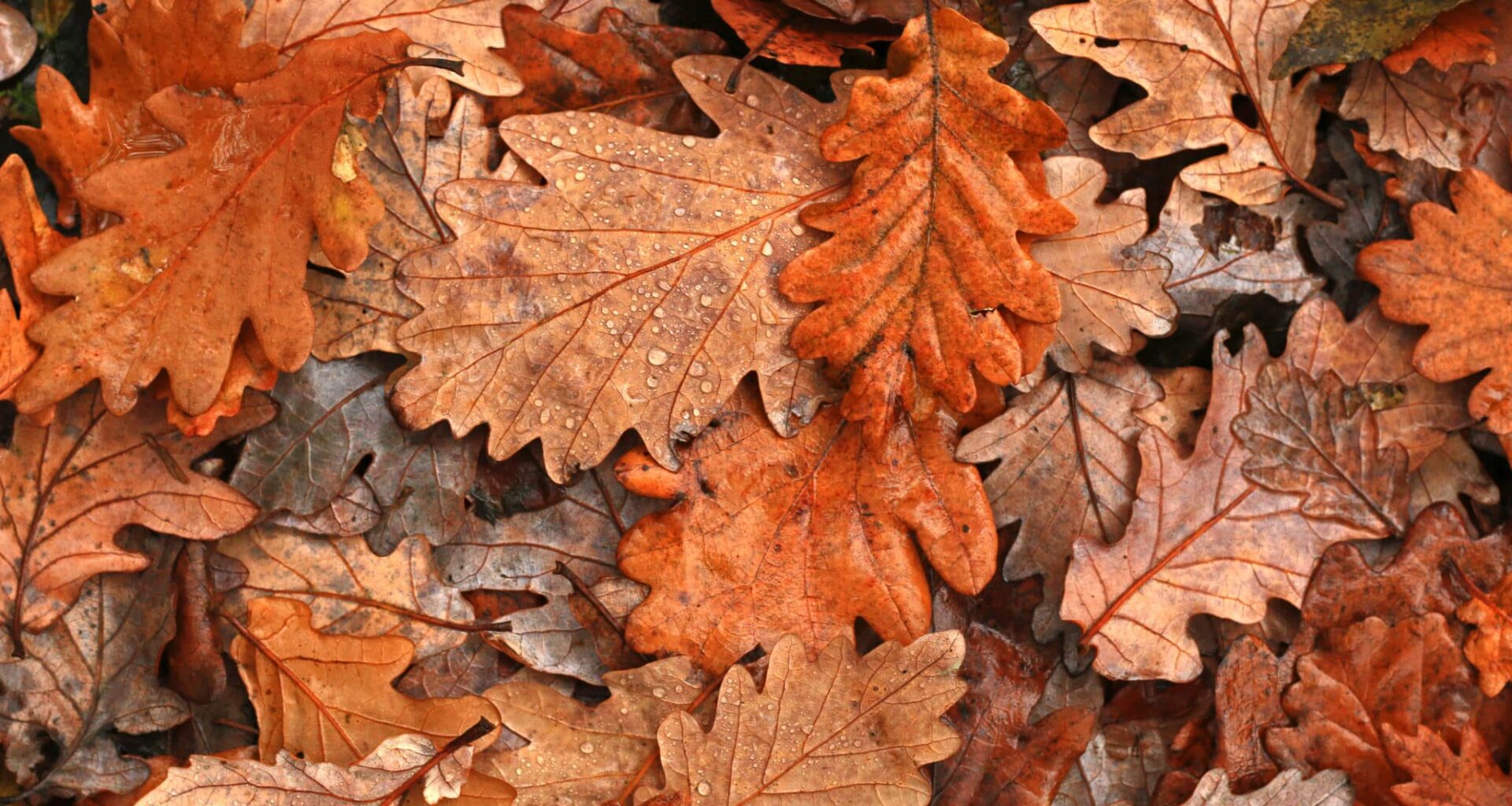 feuilles arbres
