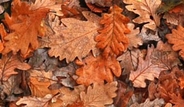 feuilles arbres