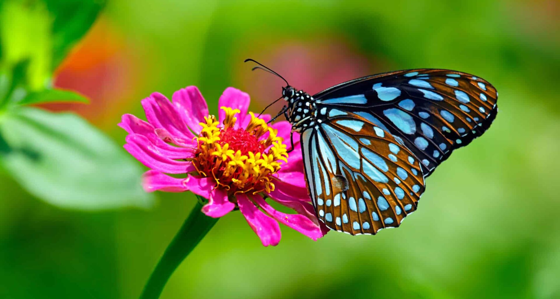 papillons fleurs