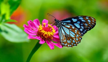 papillons fleurs