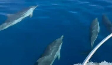 "On en a pris plein les yeux": les magnifiques images des dauphins aperçus au large de Cap d'Ail et Monaco