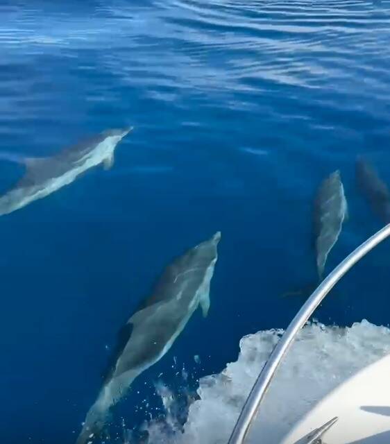 "On en a pris plein les yeux": les magnifiques images des dauphins aperçus au large de Cap d'Ail et Monaco