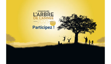 Île-de-France : votre arbre préféré deviendra peut-être l'Arbre de l'année 2025