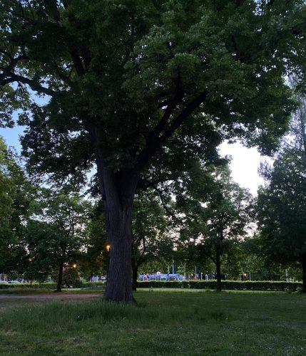 Square du Tivoli – Tomi Ungerer – arbre et tram