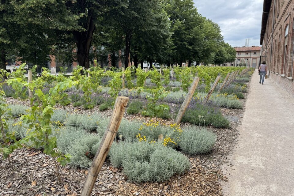 Des vignes et de la lavande ont été plantés pou rappeler la couleur bleuté du dôme 