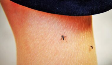 Lyon. Les moustiques se font plus rares mais "une hausse est possible", voici pourquoi