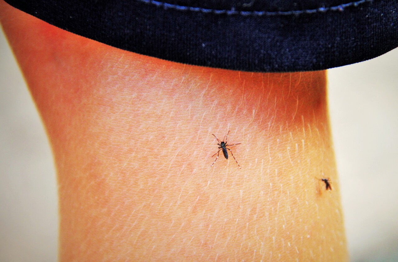Lyon. Les moustiques se font plus rares mais "une hausse est possible", voici pourquoi