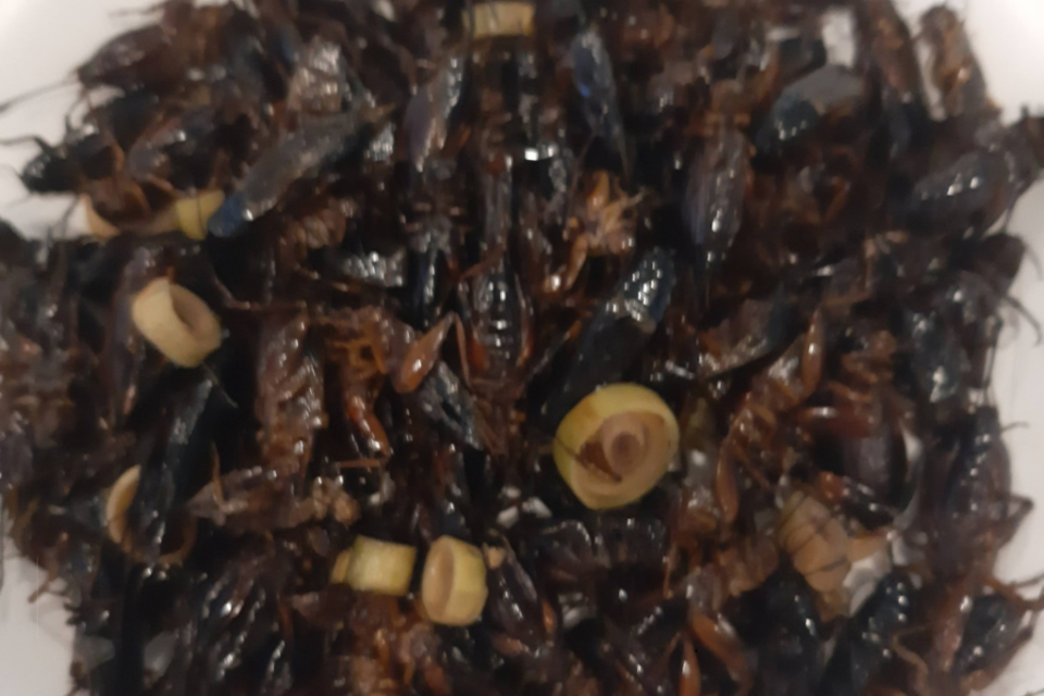 Louise a mangé des insectes en Thaïlande. 