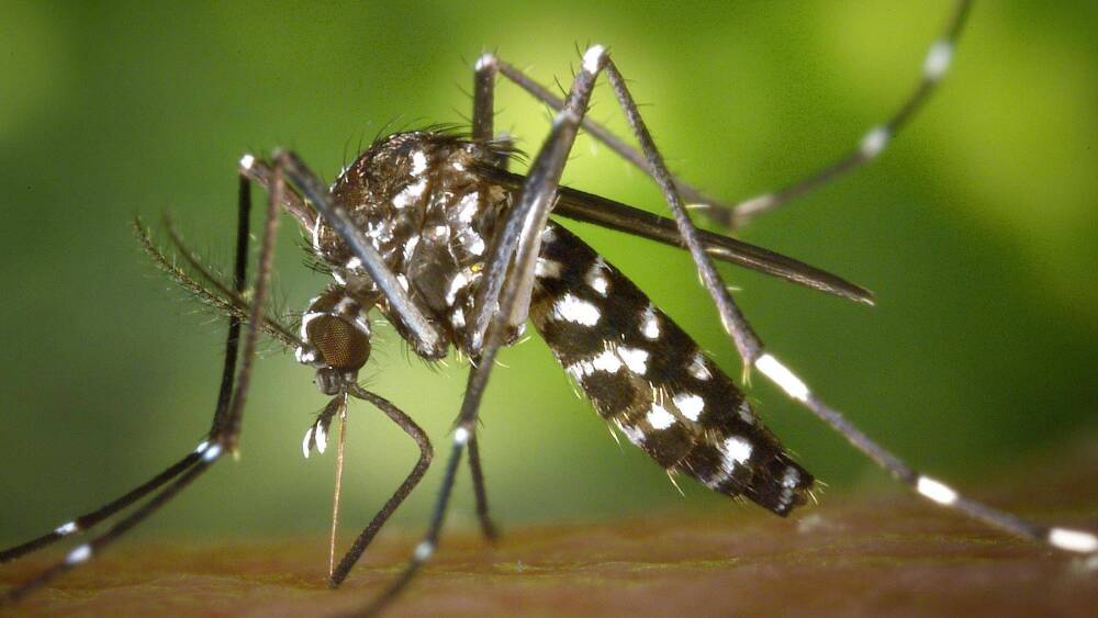 Deux cas autochtones de chikungunya détectés à Salon-de-Provence