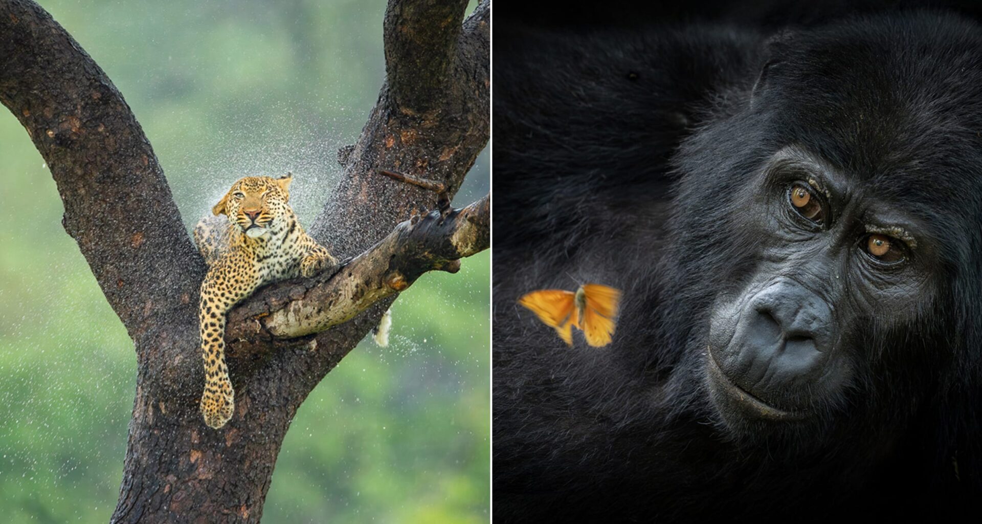 Les magnifiques clichés lauréats du Africa Geographic Photographer of the Year 2025