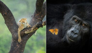 Les magnifiques clichés lauréats du Africa Geographic Photographer of the Year 2025