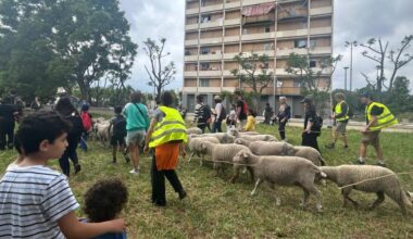 Les moutons marseillais font leur transhumance urbaine à travers la Busserine