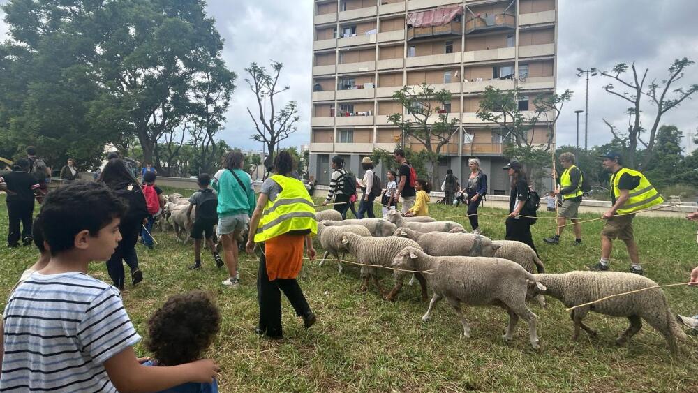 Les moutons marseillais font leur transhumance urbaine à travers la Busserine