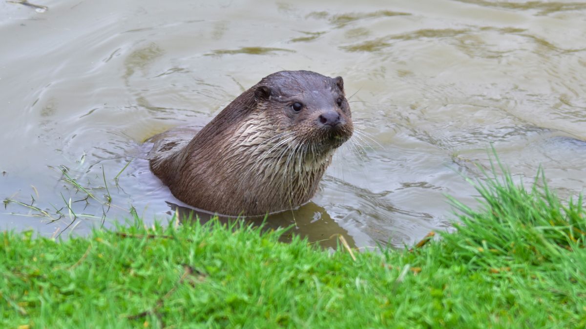 Une loutre d'Europe se baladant dans l'eau à marée haute - Steve S.