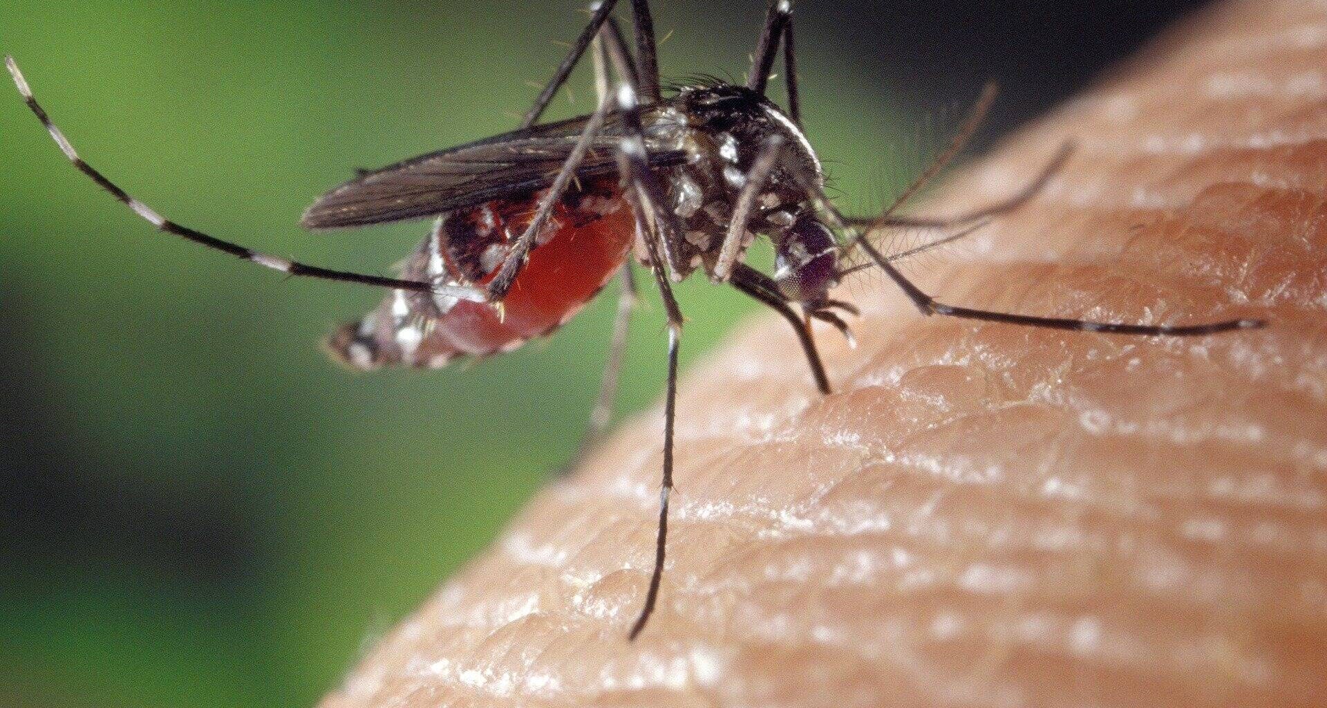Chien renifleur, intelligence artificielle, eaux usées scrutées... Nice sort l’artillerie lourde pour lutter contre le moustique-tigre et espère une "éradication d’ici 5 ans"