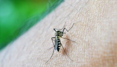 Après un premier dans le Var il y a une semaine, nouveau cas autochtone de chikungunya en métropole