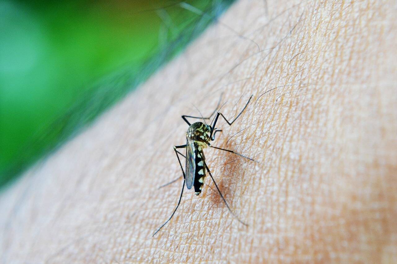 Après un premier dans le Var il y a une semaine, nouveau cas autochtone de chikungunya en métropole