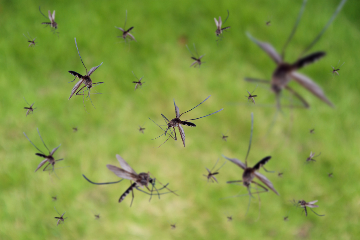 nuées moustiques tigres herbe insectes