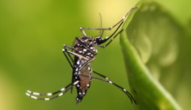 un moustique de l'espèce aedes aegypti.