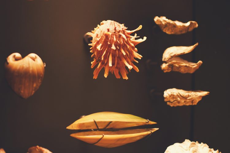 coquillages Musée zoologique jardin des sciences (16)