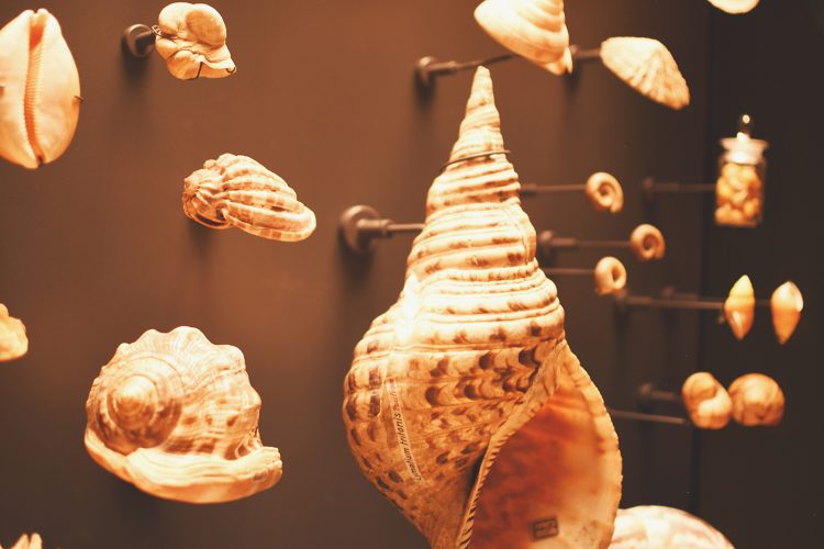 coquillages Musée zoologique jardin des sciences (18)