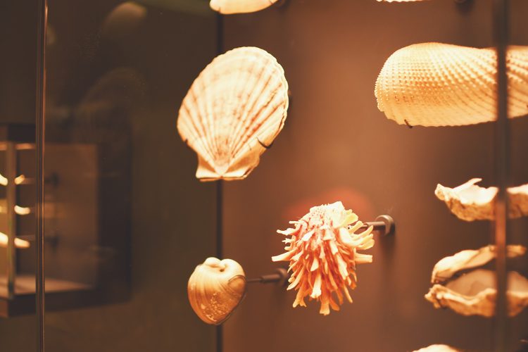 Musée zoologique jardin des sciences (19)