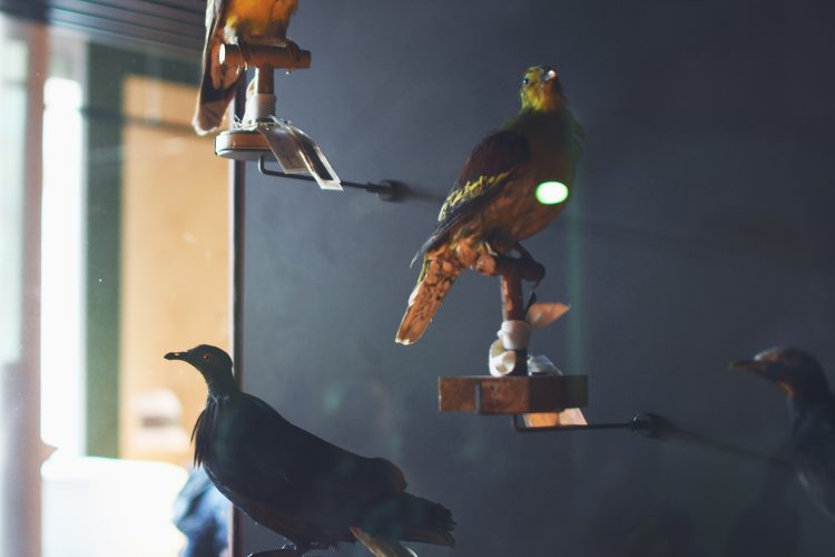 Musée zoologique jardin des sciences (2)