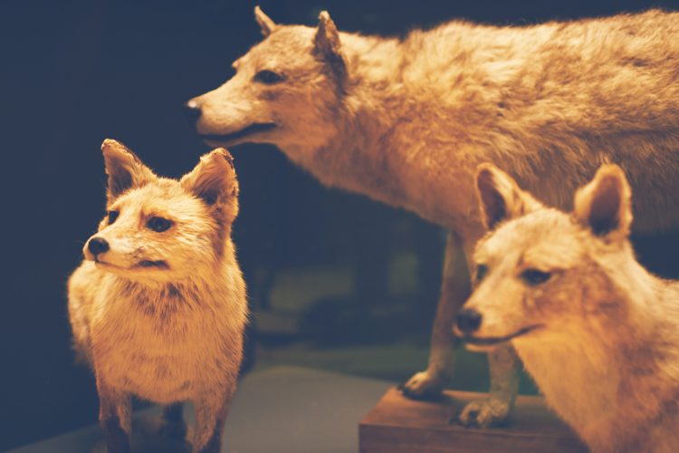 Musée zoologique jardin des sciences (20)