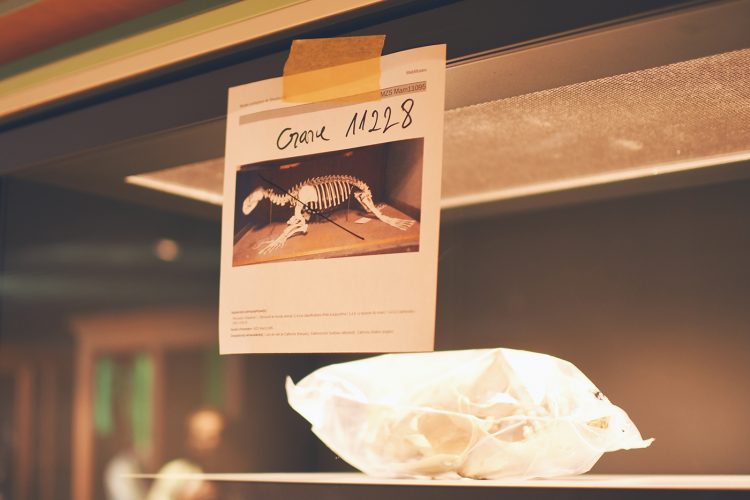 Musée zoologique jardin des sciences (22)