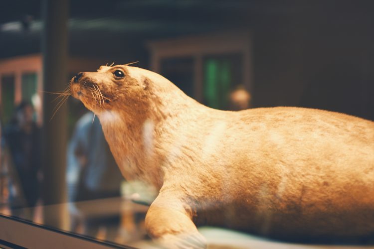 Musée zoologique jardin des sciences (23)