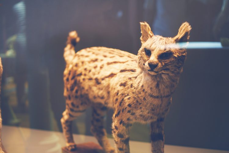 Musée zoologique jardin des sciences (26)