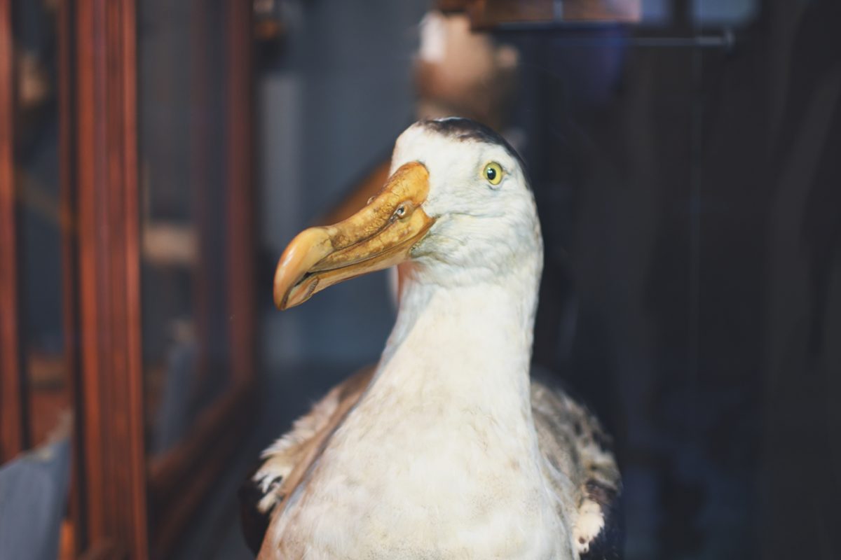 Musée zoologique jardin des sciences (28)