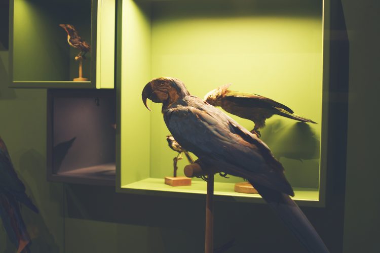 Musée zoologique jardin des sciences (37)