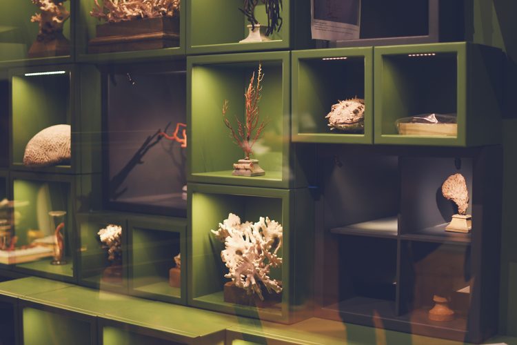 Musée zoologique jardin des sciences (38)